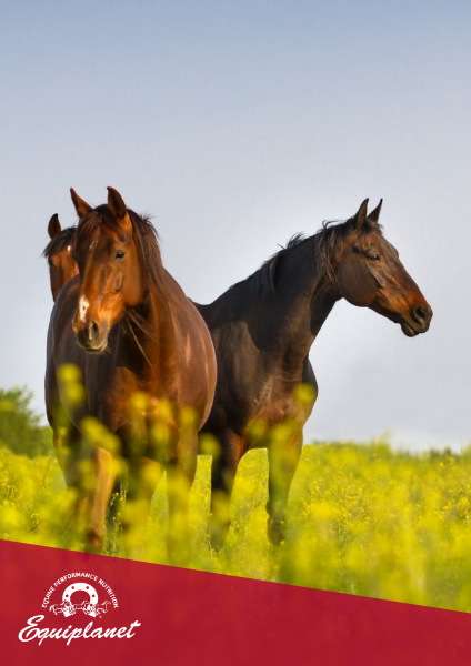 Fabbisogno di Calcio e Fosforo nel cavallo