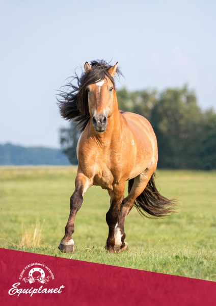 Cavallo in sovrappeso e obeso