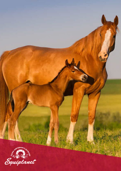 I fabbisogni alimentari della fattrice in gravidanza e lattazione