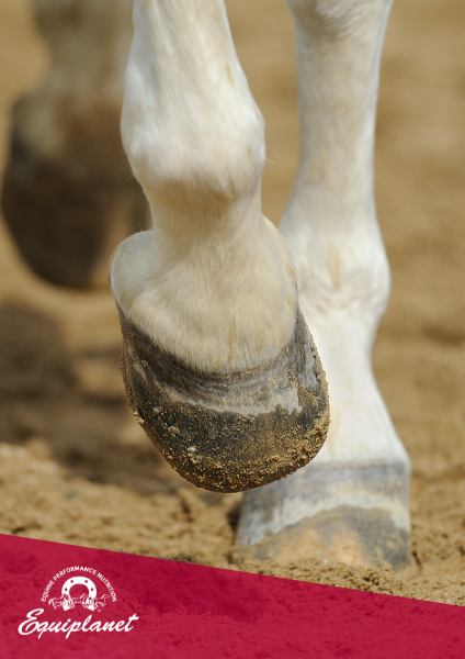 Biotina per cavalli: come e quando utilizzarla