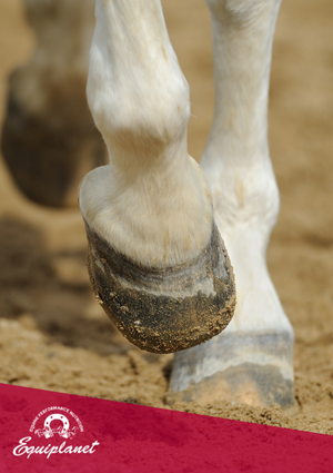 Biotin for horses: how and when to use it