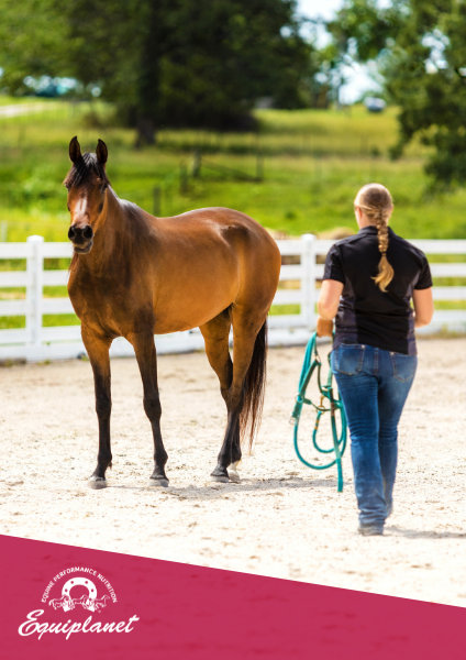 Doma e addestramento del cavallo: 7 consigli nutrizionali