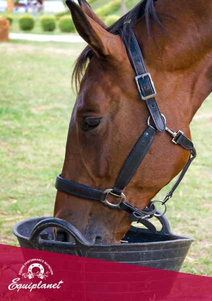 L'approccio al cavallo che manifesta scarso appetito