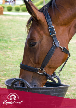 L'approccio al cavallo che manifesta scarso appetito