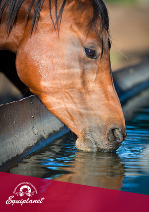 Gli Elettroliti Nel Cavallo: Come Integrare I Sali Minerali Persi Col Sudore