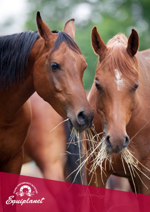 Conservazione del foraggio e dei mangimi per cavalli: