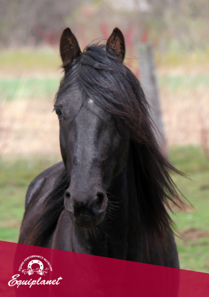 Grassi e oli nell’alimentazione del cavallo