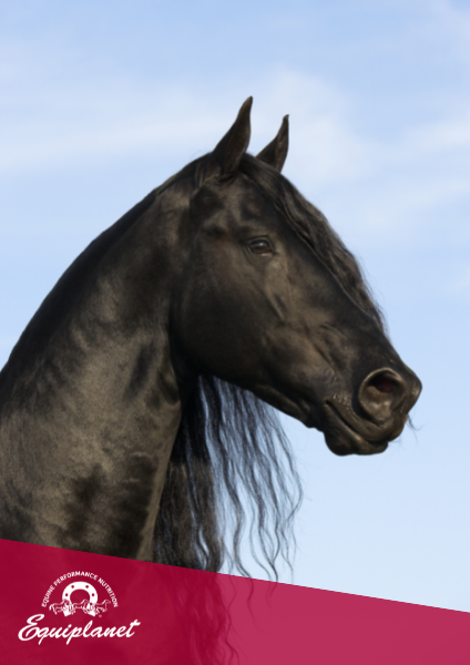 Le vitamine nella dieta del cavallo