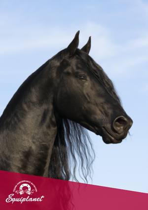 Le vitamine nella dieta del cavallo