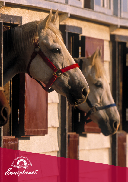 Nutrizione del cavallo infortunato