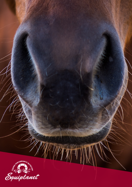 L’apparato respiratorio del cavallo e le performance atletiche