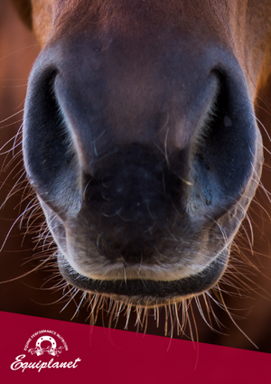 L’apparato respiratorio del cavallo e le performance atletiche