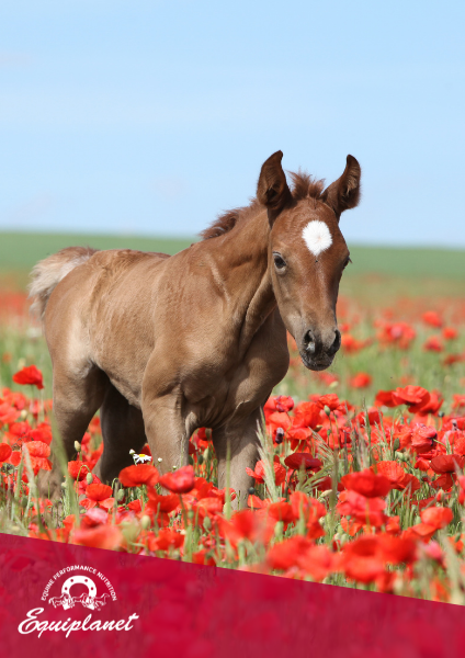 Il Puledro Orfano: gestione e alimentazione