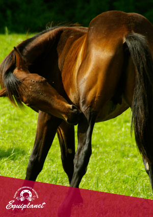 Cute del cavallo e insetti: come affrontare il periodo estivo