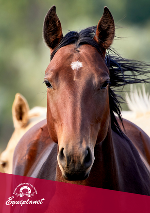 Il Primo Anno Del Puledro: Dieta Bilanciata Per Uno Sviluppo Armonico