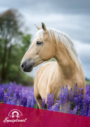 Equiplanet partner de ilmercatoequestre