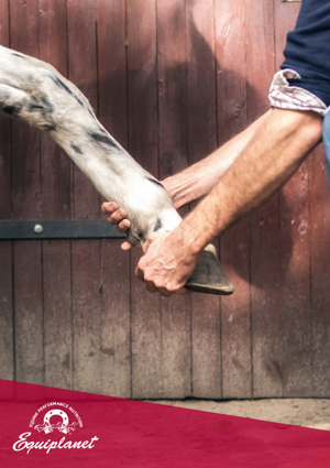 Il benessere delle articolazioni del cavallo