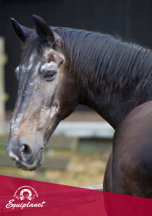 Cavallo anziano: la gestione nutrizionale