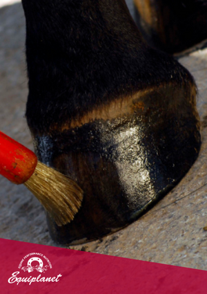 La cura dello zoccolo del cavallo: 5 consigli
