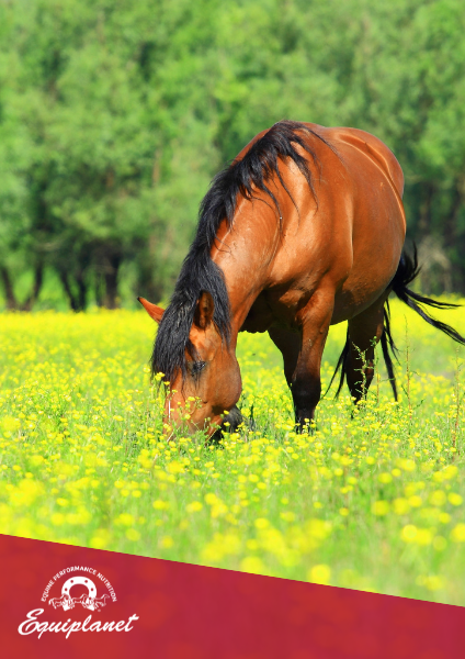 La gestione del cavallo in estate in 10 punti