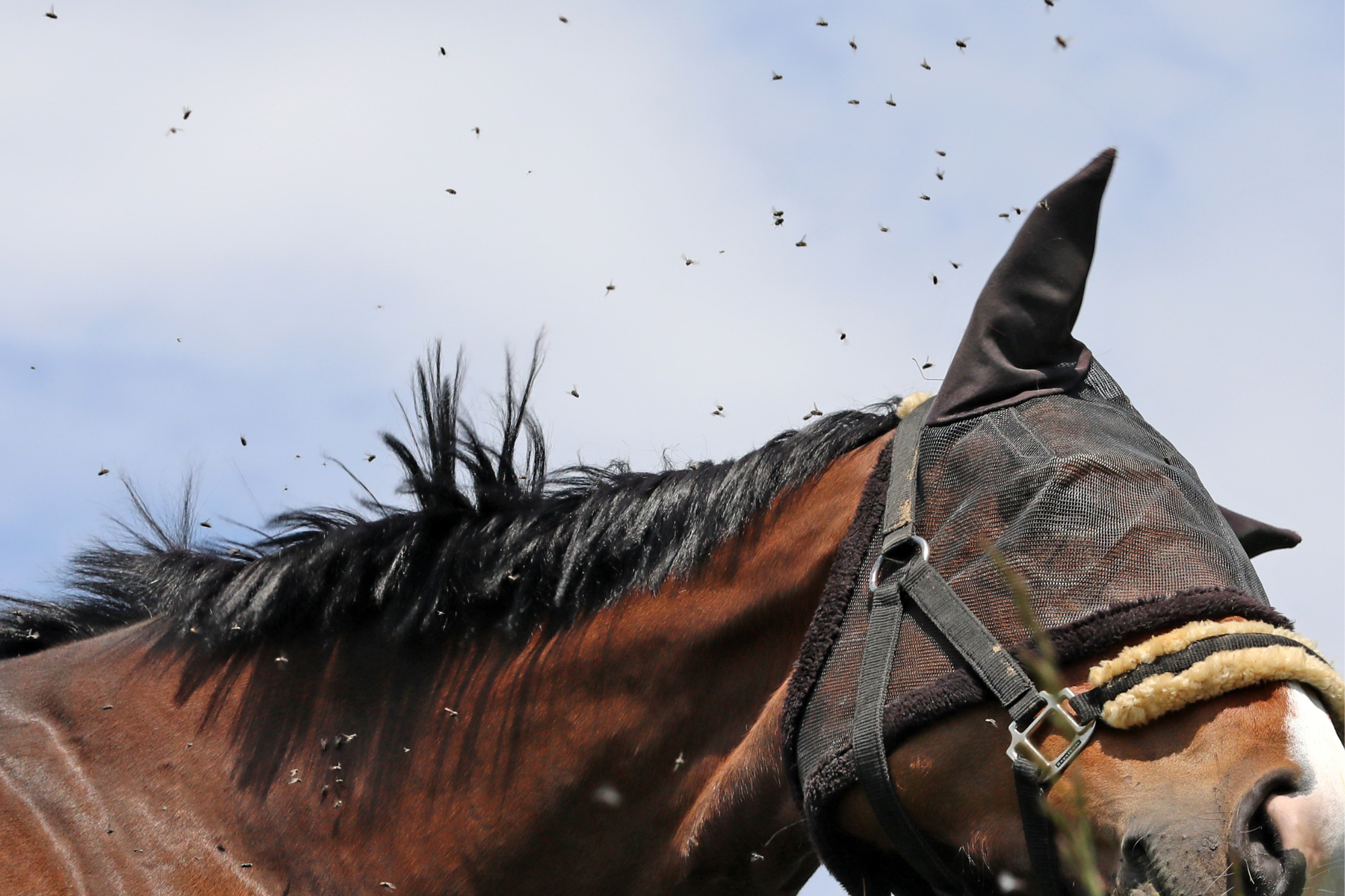 Sensibilità cutanee nel cavallo: fattori predisponenti e il supporto nutrizionale per il benessere della cute