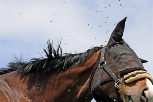 Sensibilità cutanee nel cavallo: fattori predisponenti e il supporto nutrizionale per il benessere della cute