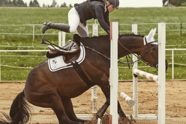 Ulcera gastrica nel cavallo