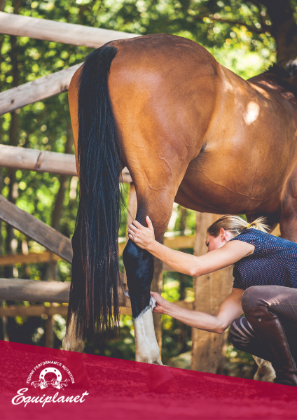 Paste defaticanti per gli arti del cavallo: le proposte di Equiplanet