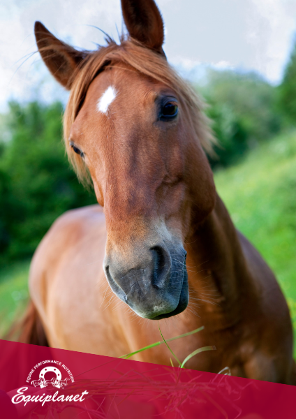 I minerali nell’alimentazione del cavallo: quando e quali somministrare