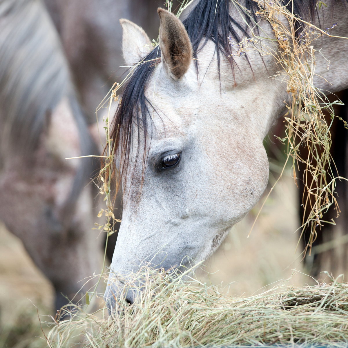 Hay in Horse diet: – Equiplanet