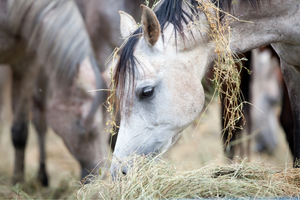 Fieno nell'alimentazione del cavallo: