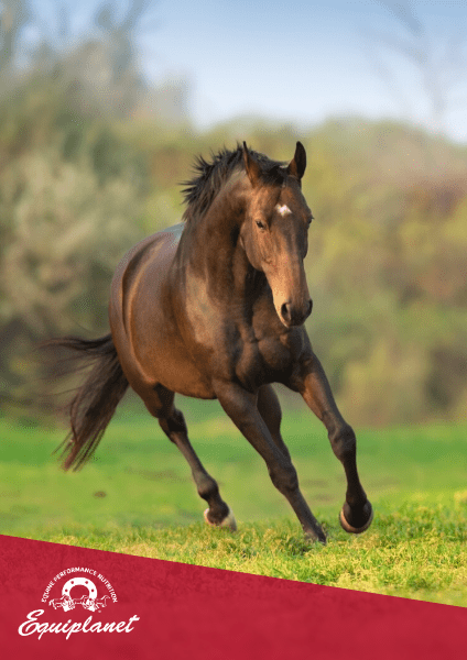 Il fegato del cavallo: funzionalità e supporto