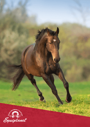 Il fegato del cavallo: funzionalità e supporto