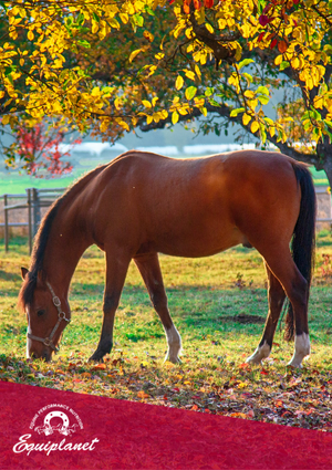 Il microbiota intestinale del cavallo