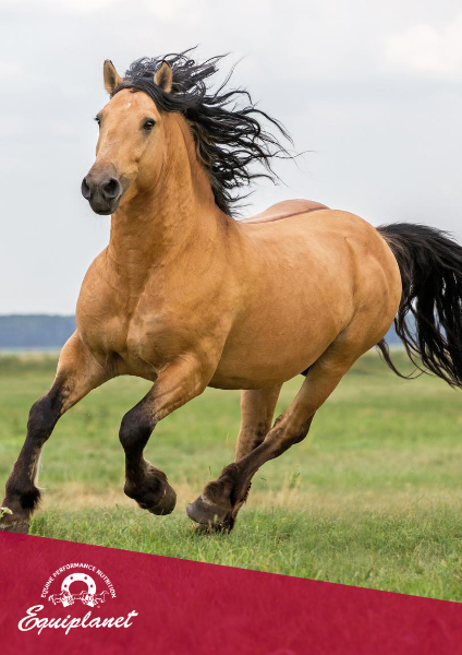 Muscolatura del cavallo:         i 5 consigli Equiplanet per supportarla
