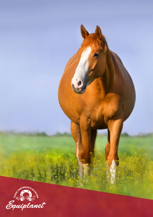 La fertilità di fattrice e stallone: Breeding Season