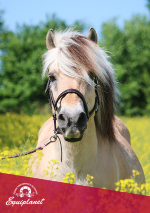 L’alimentazione dei pony