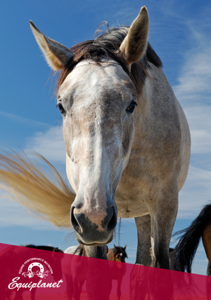 Fibra o cereali: qual è la miglior fonte di energia per il cavallo?