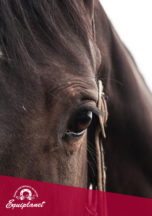 Nutrition of the injured horse