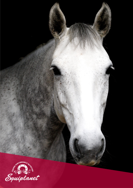 Favorire il rilassamento nel cavallo: aspetti nutrizionali