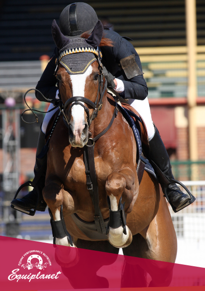 Il sistema immunitario del cavallo