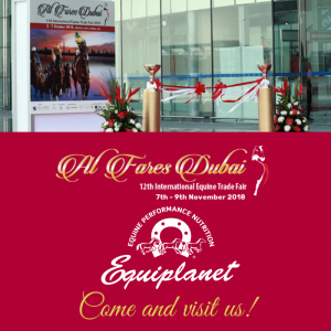 COME INTERAGISCONO COBALTO, ACIDO FOLICO E LA VITAMINA B12 NELLA CORRETTA FUNZIONE DEI GLOBULI ROSSI? CHI SONO GLI ALLEATI CONTRO LO STRESS ARTICOLARE DEL TUO CAVALLO?