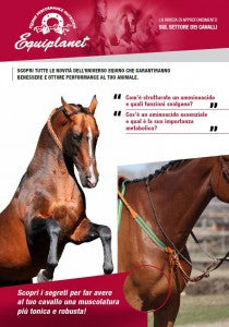SCOPRI I SEGRETI PER FAR AVERE AL TUO CAVALLO UNA MUSCOLATURA PIÙ TONICA E ROBUSTA!