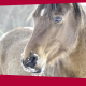 Equiplanet Gestione Stagione Fredda Cavallo