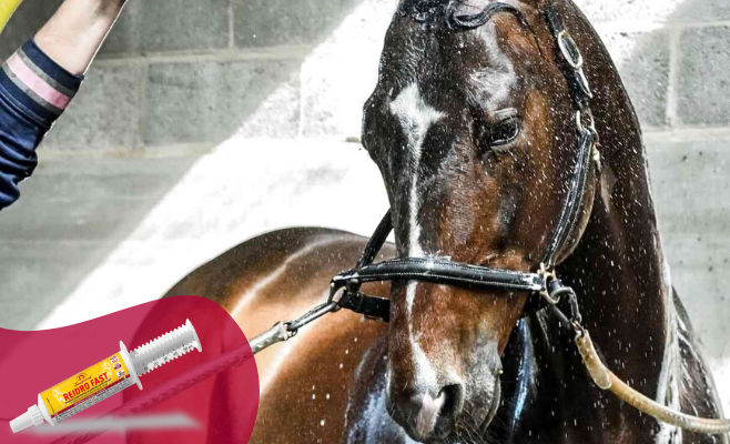 docciature cavallo elettroliti