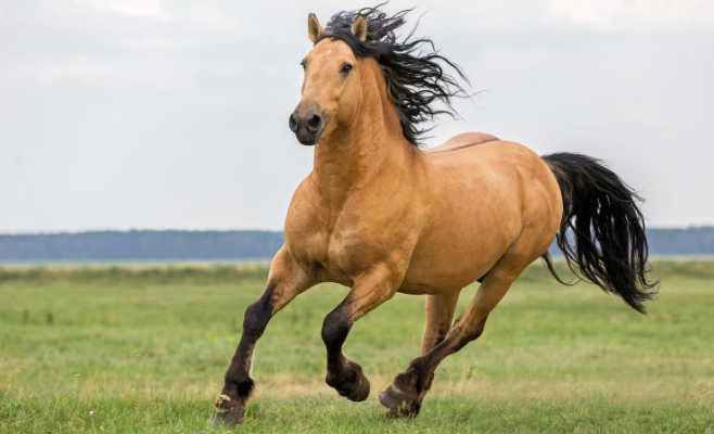 Muscolatura del Cavallo